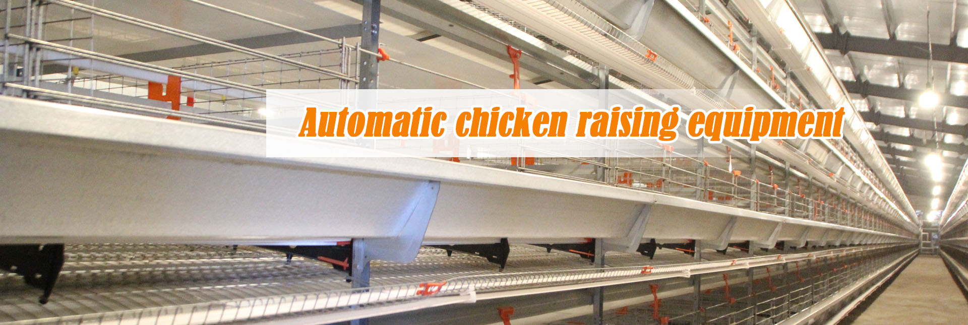 automatic chicken rsising equipment