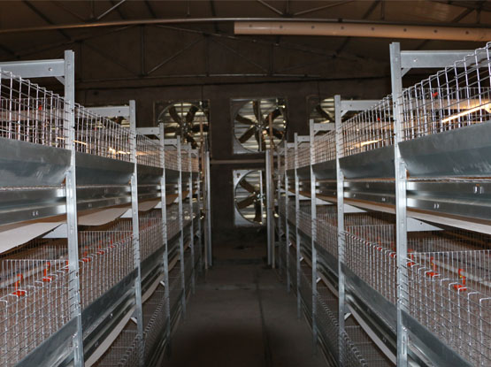 Meat Duck Breeding Cage