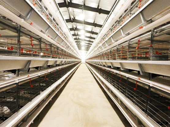 H Type Layer Battery Cage