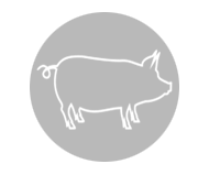 Pig equipment