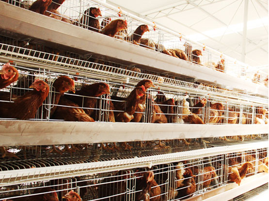 A type Layer Cage 1560
