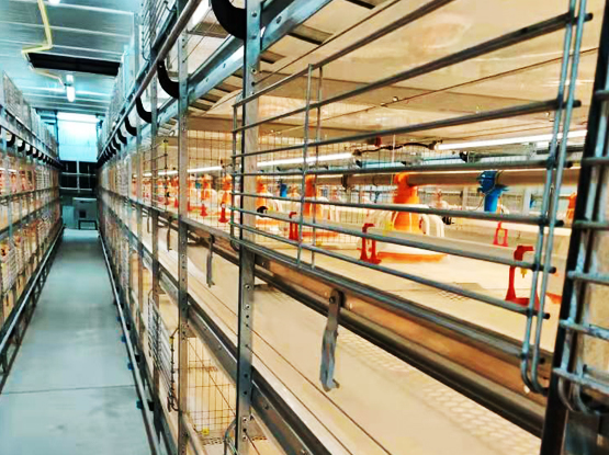 Automatic Bird Birvesting Broiler Cage