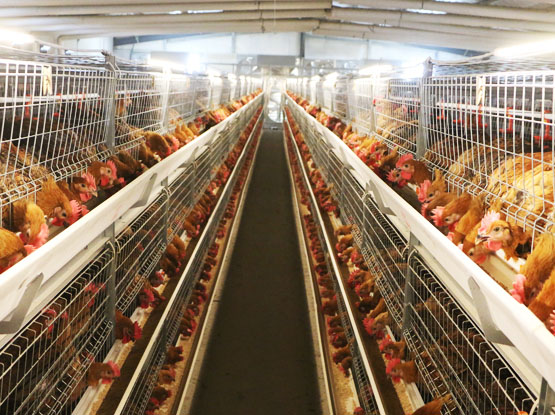 Manual Birvesting Broiler Cage，Single Row
