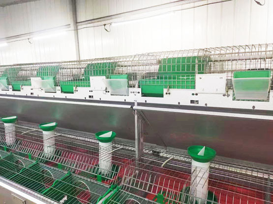 Automatic rabbit cage rearing system(customizable)
